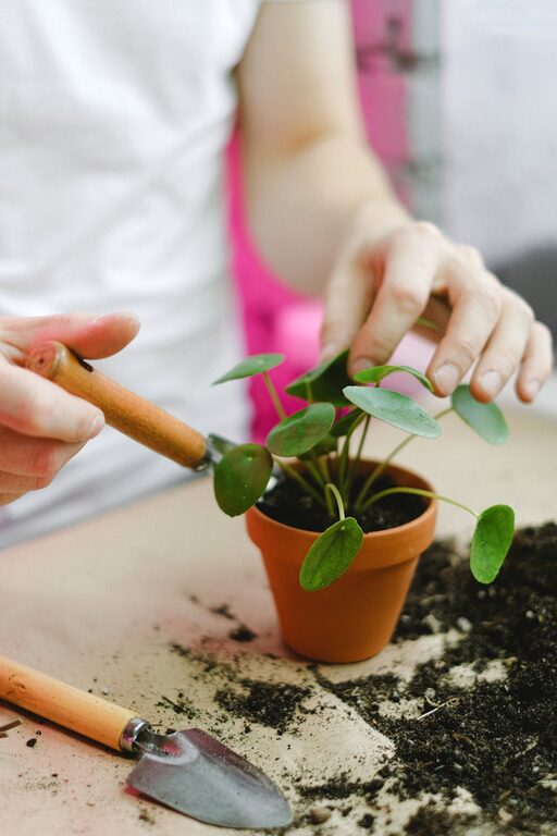 Tips for Keeping Your Indoor Plants Healthy and Vibrant Throughout the Year